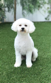 Puppy