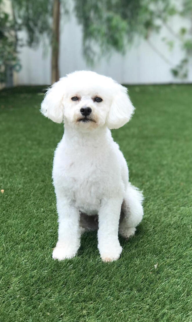 Puppy