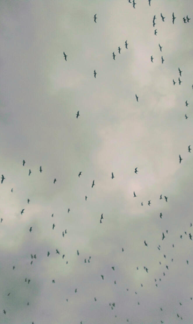 The birds are coming