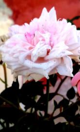 Pink Rose
