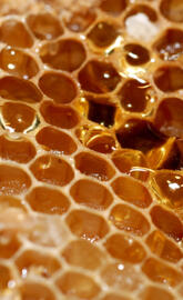 Honey Comb