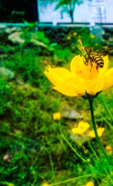 Bee On Flower