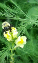 Snappy Bumble Bee 2