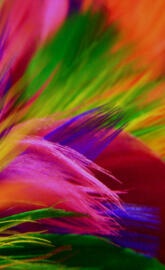 Colorful Feathers