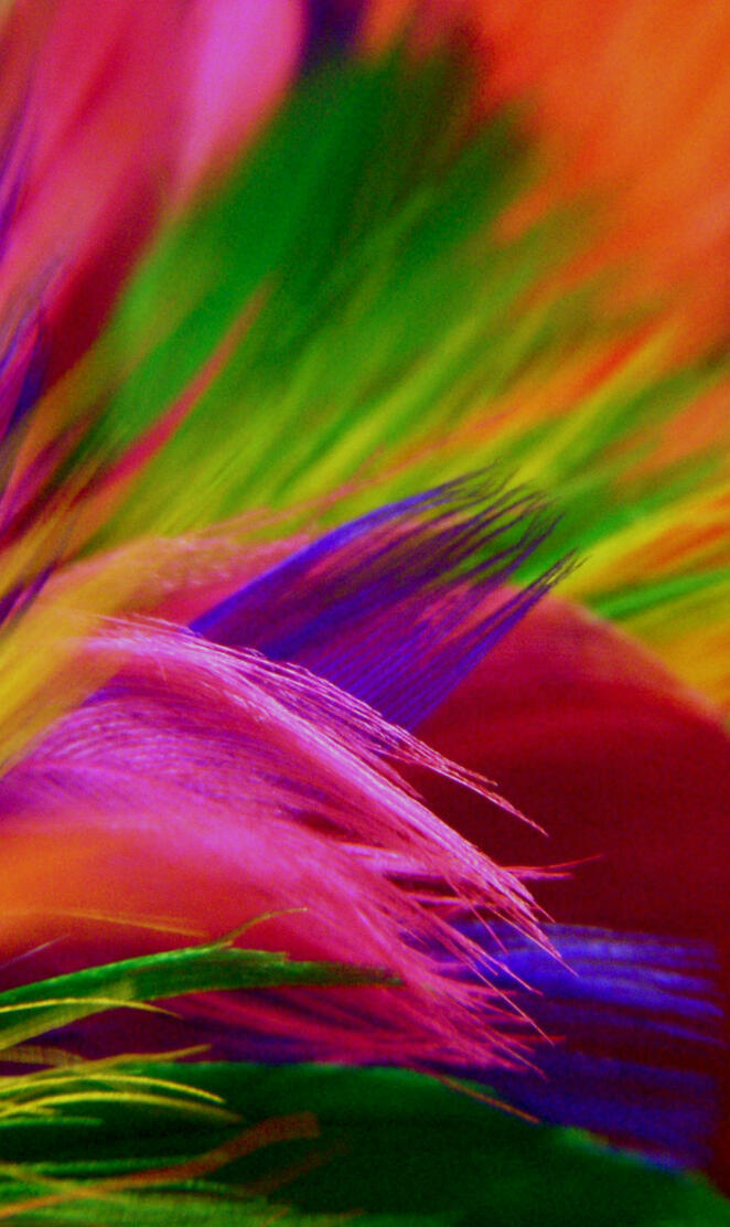 Colorful Feathers