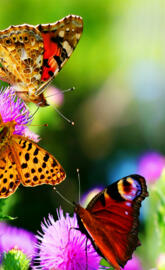 Colorful Butterflies