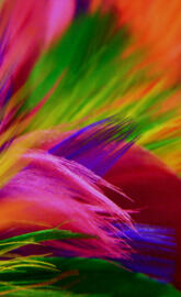 Colorful Feathers