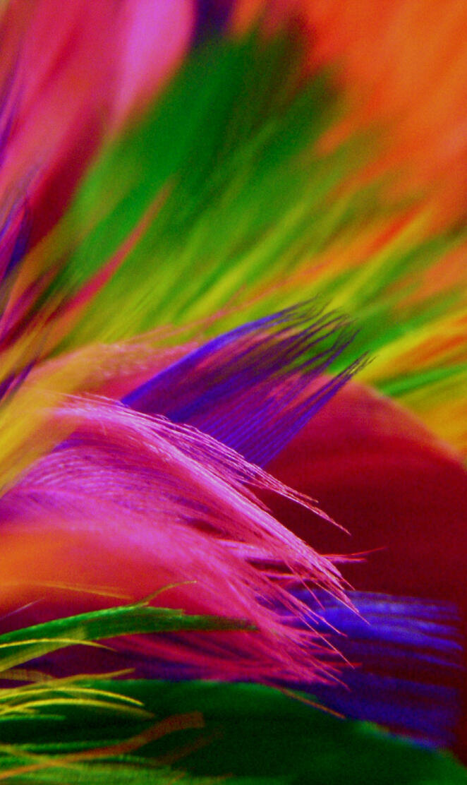Colorful Feathers