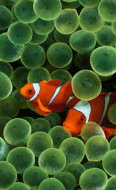 Clownfish