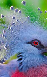 Crowned pigeon