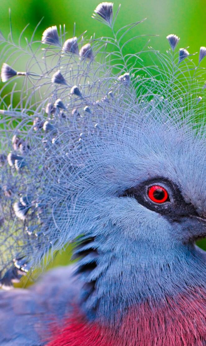 Crowned pigeon