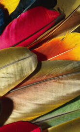 HD Colorful Feathers