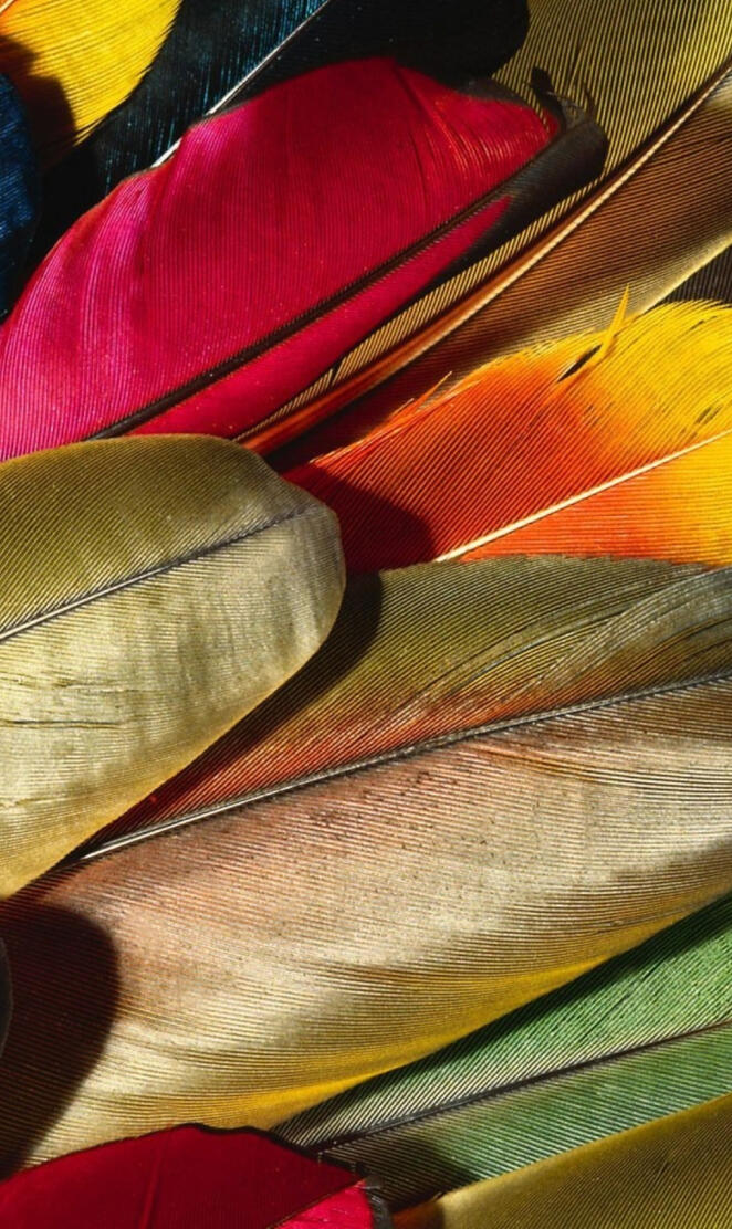 HD Colorful Feathers