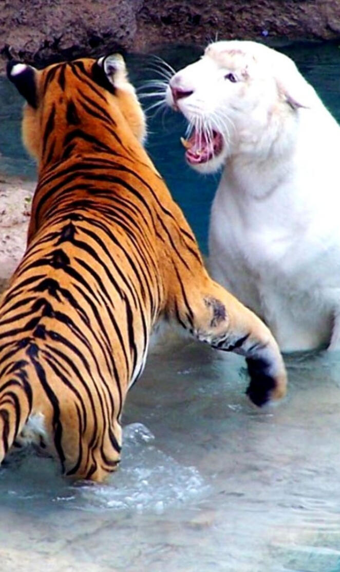 Tigers