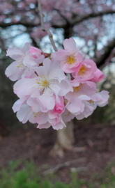Pink cherry blossoms