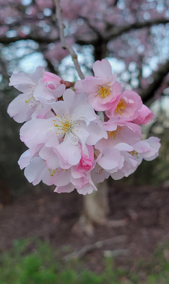 Pink cherry blossoms