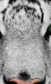 white tiger eyes