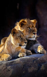Lions babys
