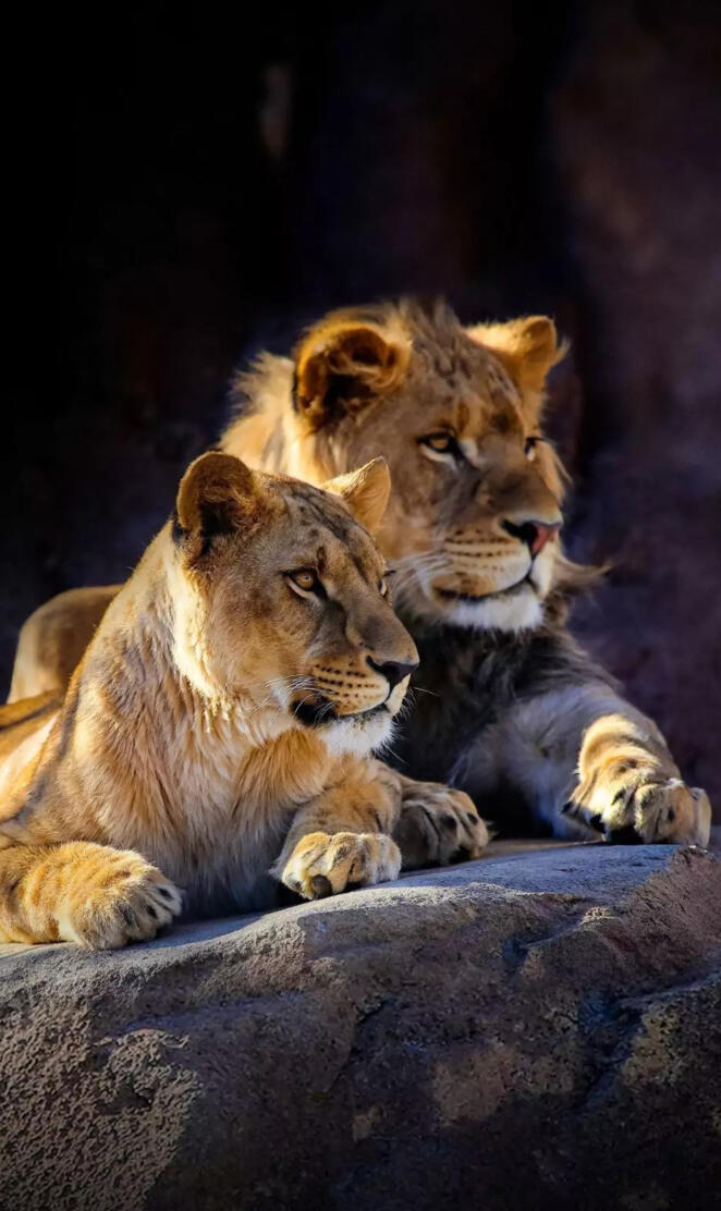 Lions babys