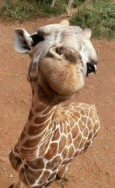 Giraffe baby