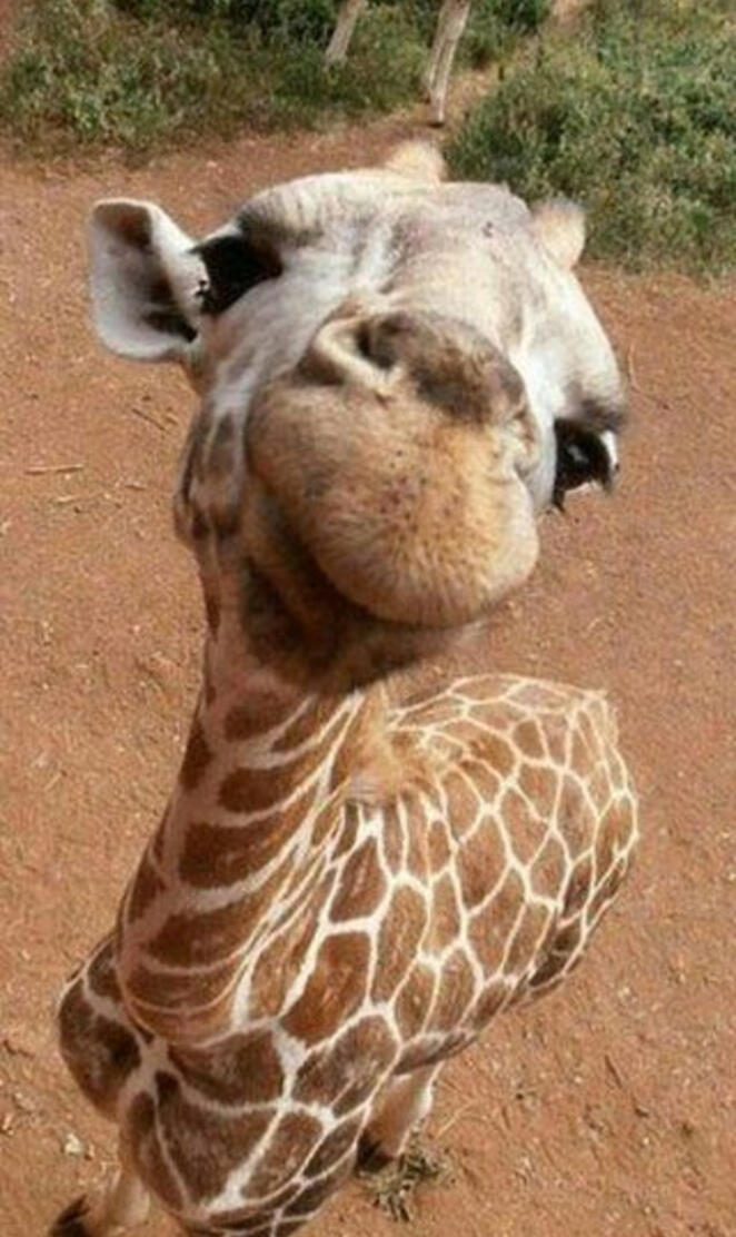 Giraffe baby