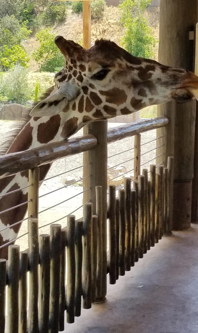 Giraffe