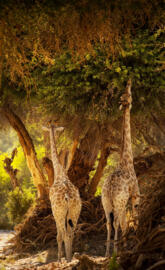 Giraffes