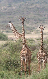 giraffes