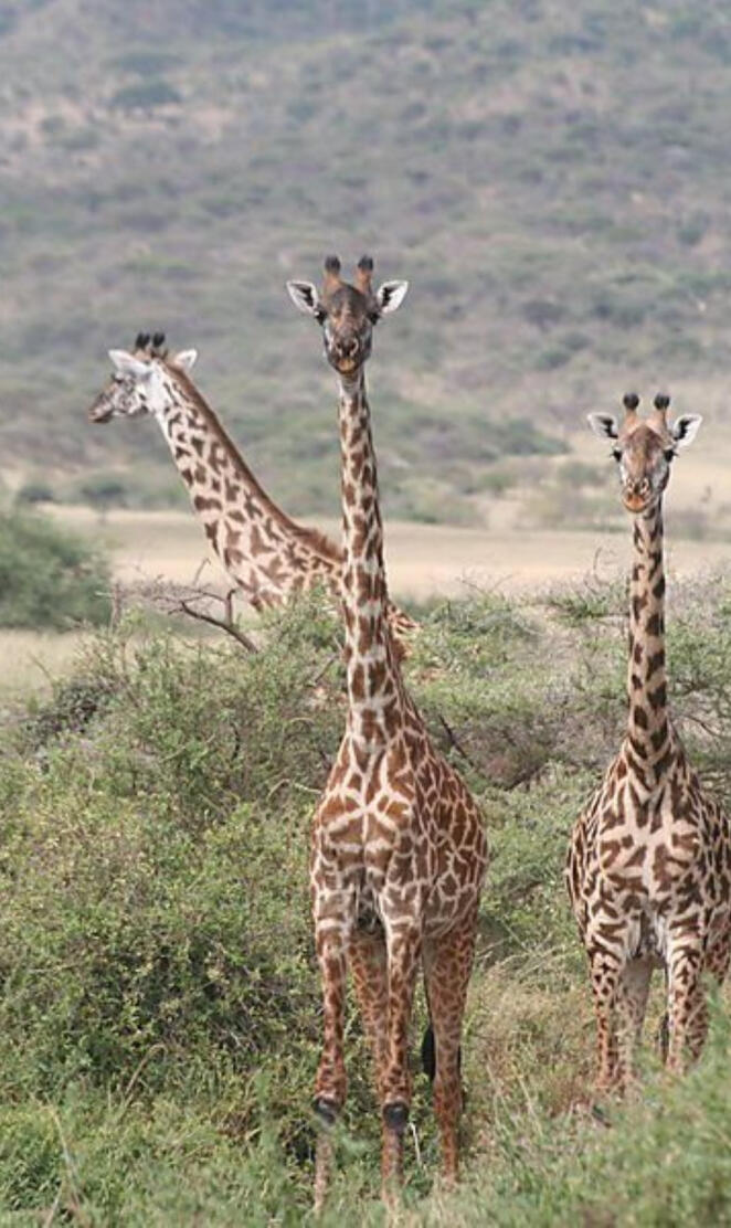 giraffes