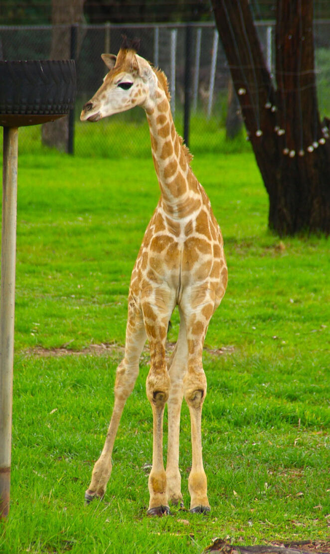 baby giraffe