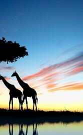 Giraffe sunsetAfrica
