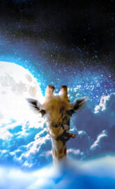 Giraffe on Sky