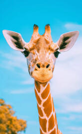 Hello I am giraffe