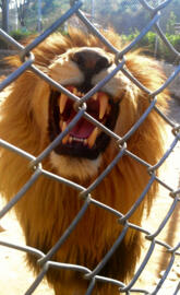 Lion in fence