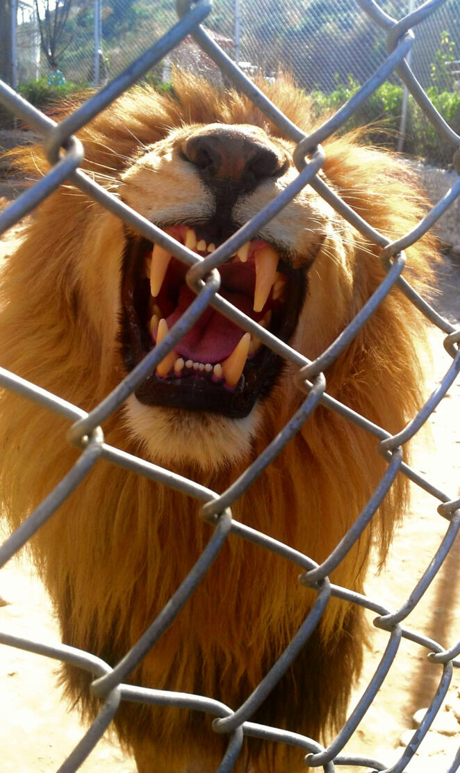 Lion in fence