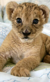 Lion Cub
