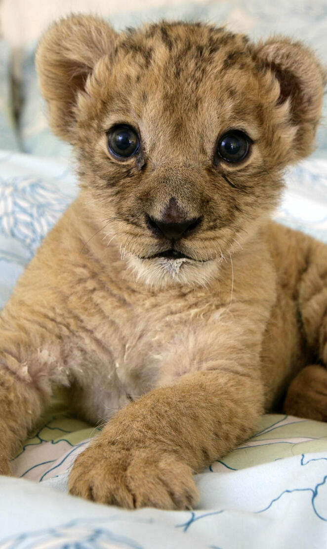 Lion Cub