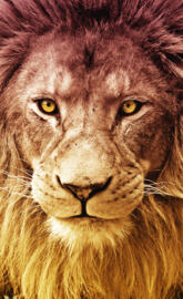 Aslan - Lion
