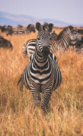 Zebra
