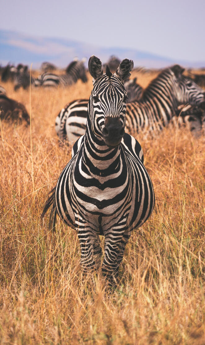 Zebra