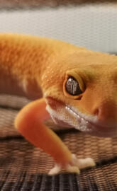 Gecko