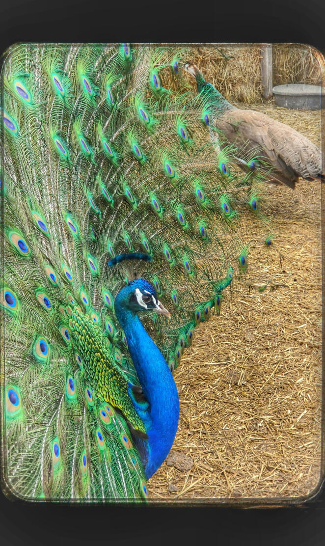 Peacock