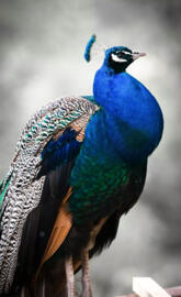 Peacock Hd image