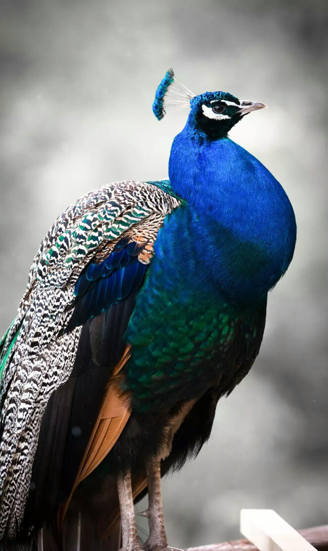 Peacock Hd image