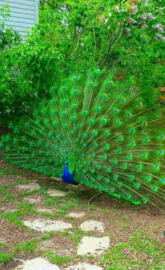 Peacock