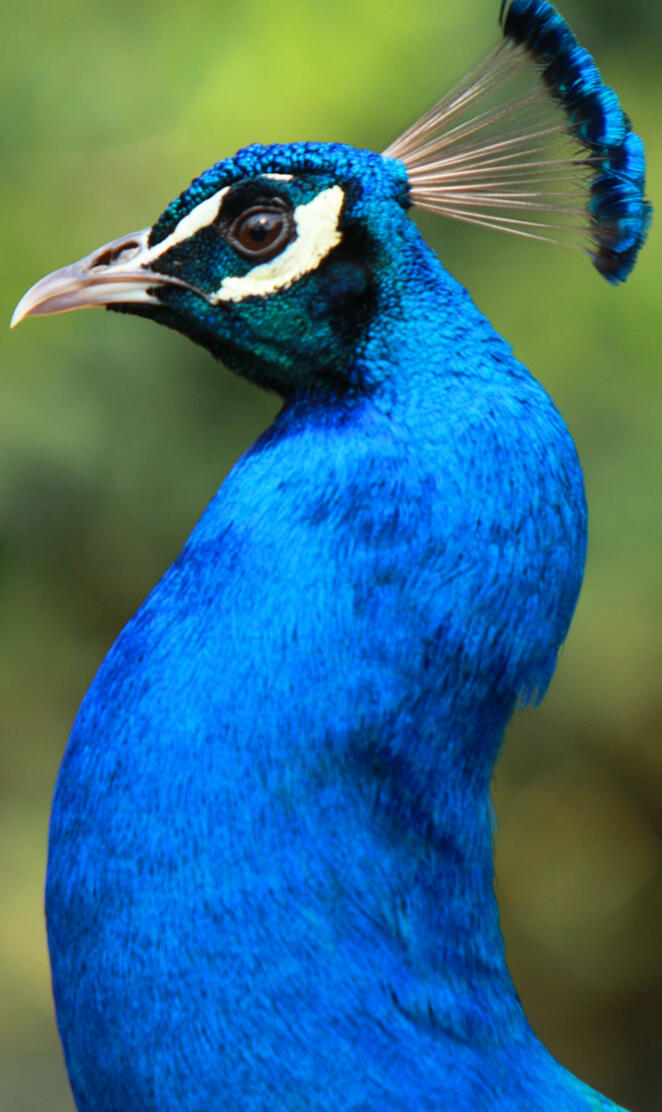 Peacock