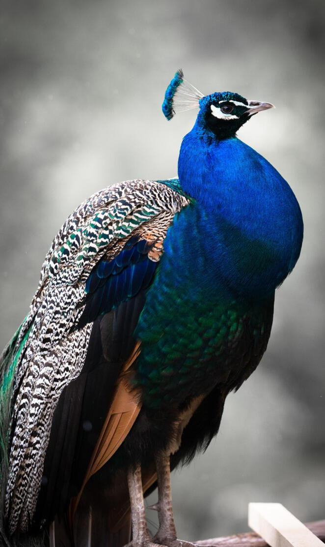 Peacock