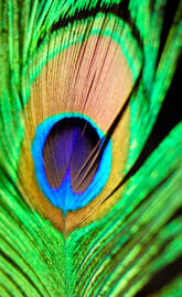 Peacock Feather