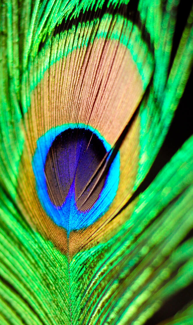 Peacock Feather