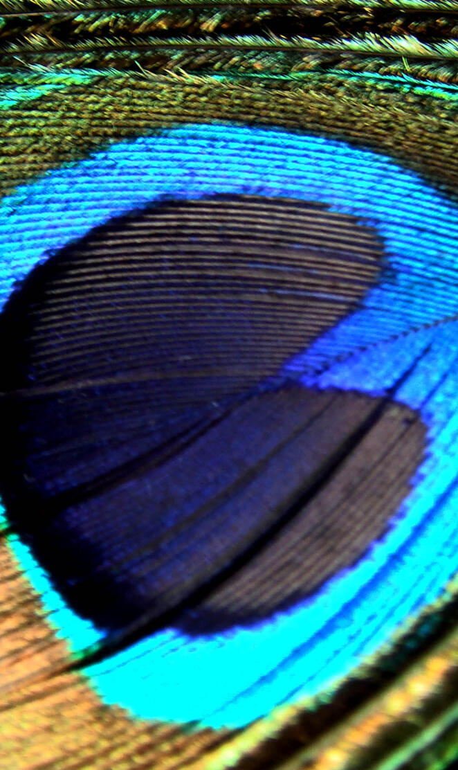 Peacock Feather